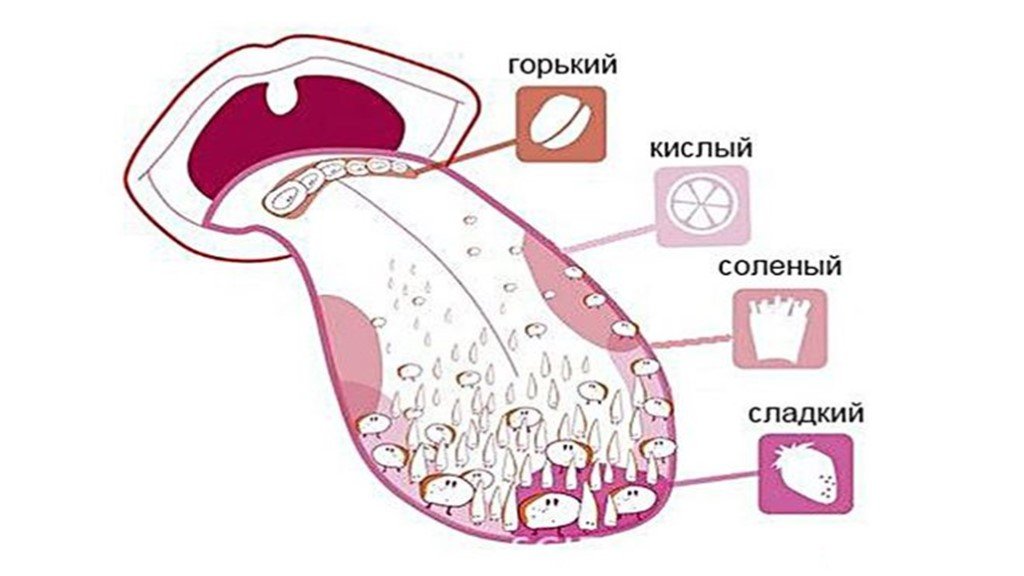 Схему полей вкусовой чувствительности языка