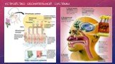 Устройство обонятельной системы