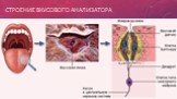 строение вкусового анализатора
