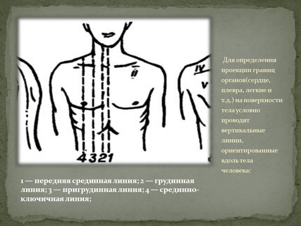 Площадь поверхности грудной клетки у человека. Линии тела передняя срединная грудинная. Вертикальные линии тела человека. Вертикальные линии на теле человека. Топографические линии на теле человека.