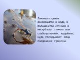 Личинки стрекоз развиваются в воде, в большинстве случаев в неглубоких стоячих или слабопроточных водоёмах, куда откладывают яйца поодиночке стрекозы.
