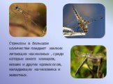 Стрекозы в большом количестве поедают мелких летающих насекомых , среди которых много комаров, мошек и других кровососов, нападающих на человека и животных.