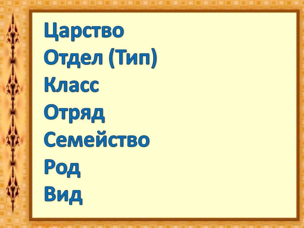 Человек класс отряд семейство род. Царство вид класс отряд. Тип отдел отряд царство. Соболь вид отряд класс царство. Царство отряд класс род вид клевера.