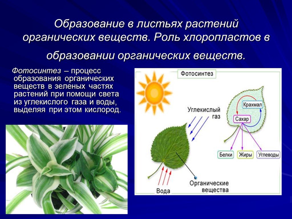 Для образования органических веществ растениям необходима энергия. Образование органических веществ на свету в процессе фотосинтеза. Образование органических веществ в листьях. Образование органических веществ в листьях растений. Образовавшиеся в листе органические.