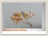 Pontia chloridice