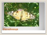 Видовое разнообразие бабочек села Старокучергановка Слайд: 13