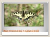 Видовое разнообразие бабочек села Старокучергановка Слайд: 24
