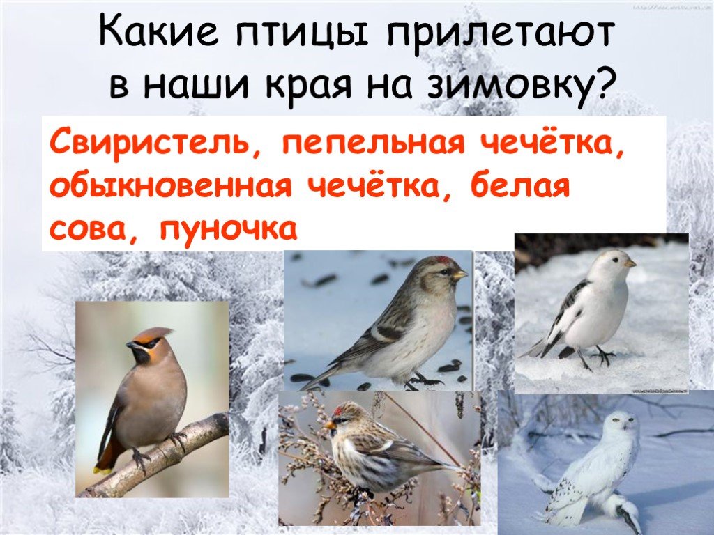 Сколько птиц прилетело в наши края. Птицы прилетающие на зимовку. Какие птицы прилетают зимой. Птицы прилетающие зимой в Россию. Птицы которые прилетают на зимовку в Россию.