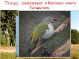 Птицы, занесенные в Красную книгу Татарстана: