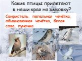 Какие птицы прилетают в наши края на зимовку? Свиристель, пепельная чечётка, обыкновенная чечётка, белая сова, пуночка