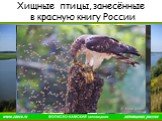 Хищные птицы, занесённые в красную книгу России
