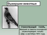Странствующий голубь. Живший в неволе последний странствующий голубь умер в сентябре 1914 года.