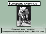 Сумчатый волк (тилацин) Последний тилацин был убит 13 мая 1930 года
