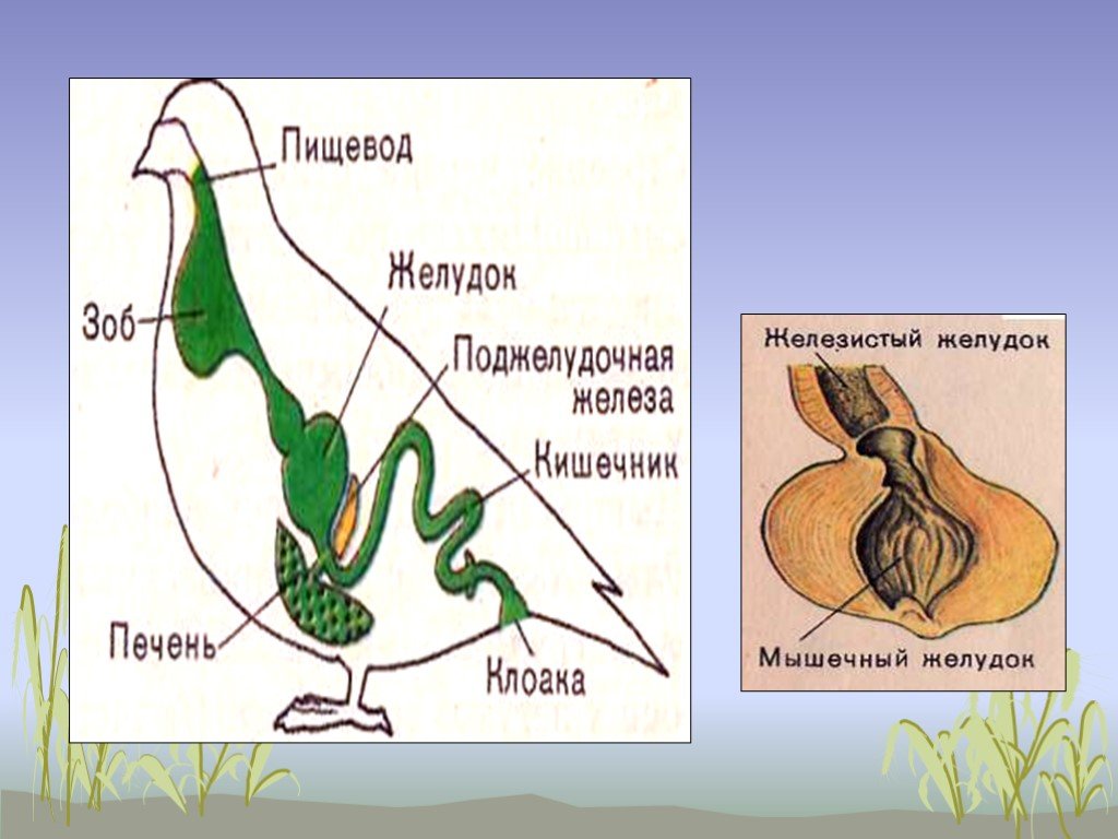 Мускульный отдел желудка образовался у птиц. Строение желудка птиц. Пищеварительная система птиц. Внутренняя система птиц. Строение желудка курицы анатомия.