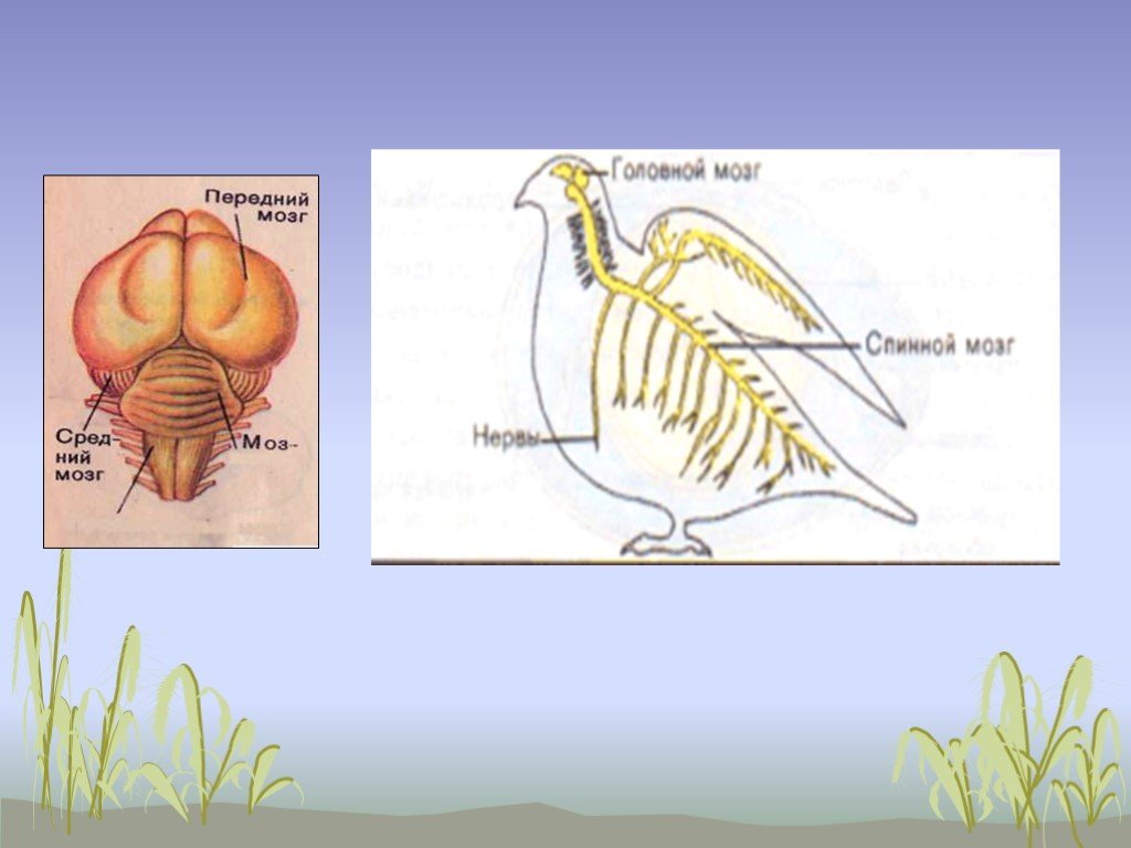 Класс птицы нервная. Внутреннее строение птиц. Спинной мозг птиц. Внутреннее строение птиц нервная система. Внутреннее строение птиц органы чувств.