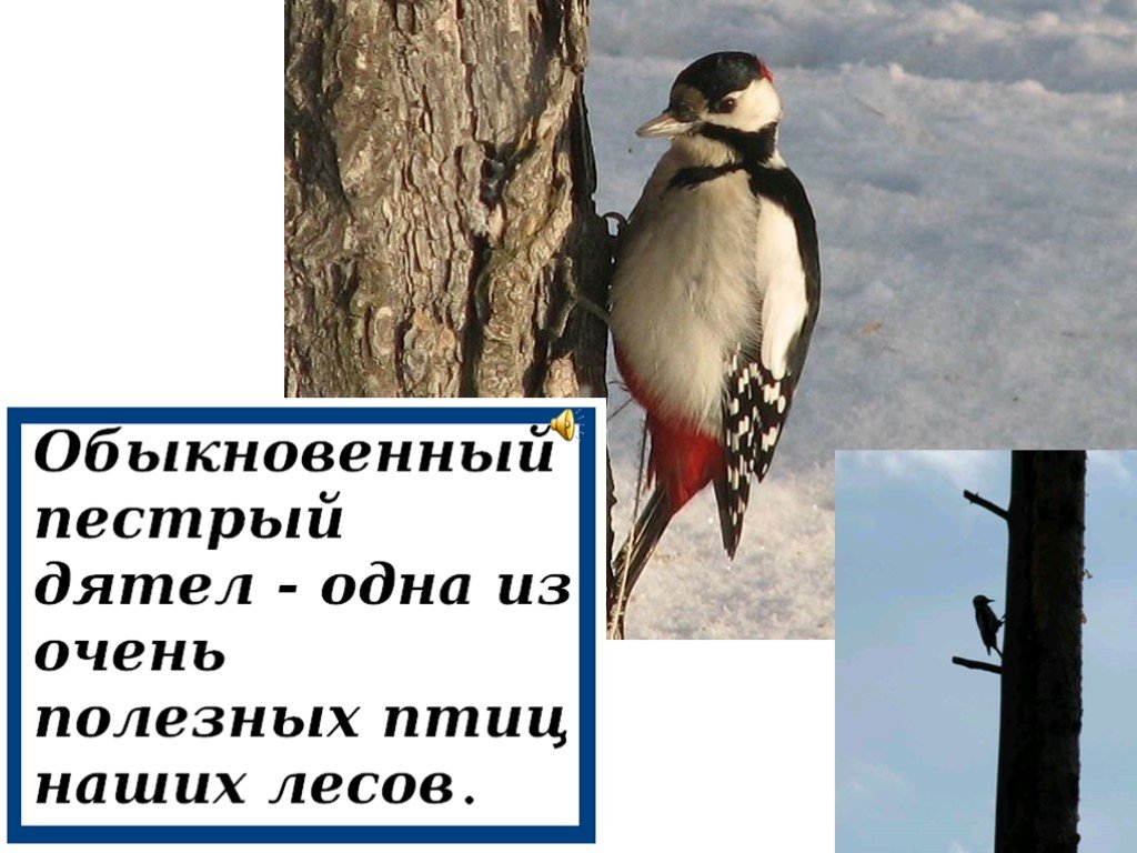 Большой пестрый дятел среда обитания. Один много дятел. Кабан дятел кайра место их обитания. Преимущества они обитают в.