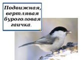 Определение видов животных и птиц окрестностей посёлка Хани Слайд: 20