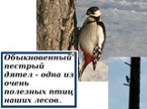 Определение видов животных и птиц окрестностей посёлка Хани Слайд: 21