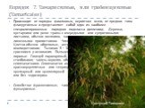 Порядок 7. Тамарисковые, или гребенщиковые (Tamaricales). Происходит от порядка фиалковых, вероятнее всего, от предков типа флакуртиевых и представляет собой один из наиболее специализированных порядков подкласса диллениид. Деревья, кустарники или реже травы с очередными или супротивными листьями, о