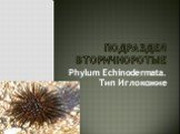 Подраздел Вторичноротые. Phylum Echinodermata. Тип Иглокожие