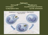 Лейкоциты Фагоциты Лимфоциты поглощают вырабатывают антитела чужеродные тела против антигенов