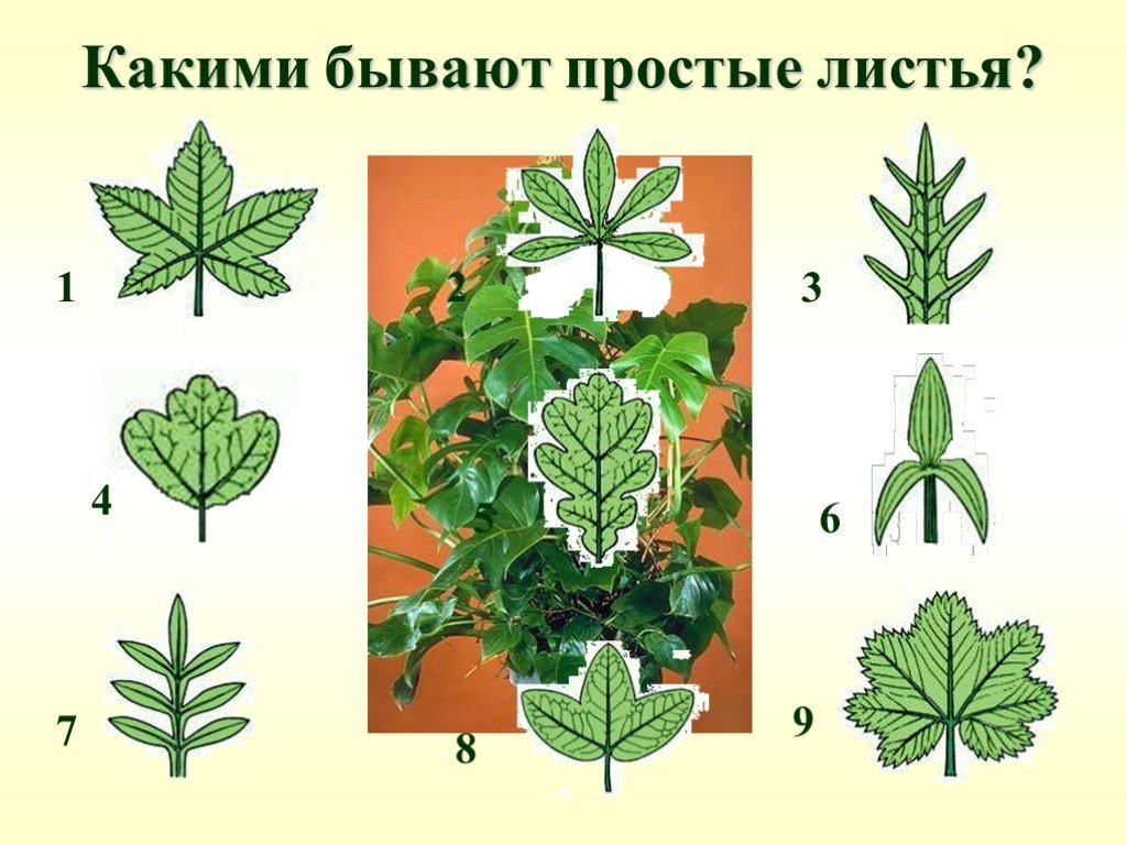 Название растения листья простые. Строение сложного листа. Простые и сложные листья. Чем отличаются простые и сложные листья. Строение простого листа.