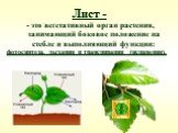 Лист -. - это вегетативный орган растения, занимающий боковое положение на стебле и выполняющий функции: фотосинтеза, дыхания и транспирации (испарения).