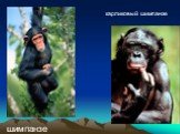 шимпанзе. карликовый шимпанзе