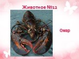 Животное №12 Омар