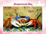 Животное №4 Краб