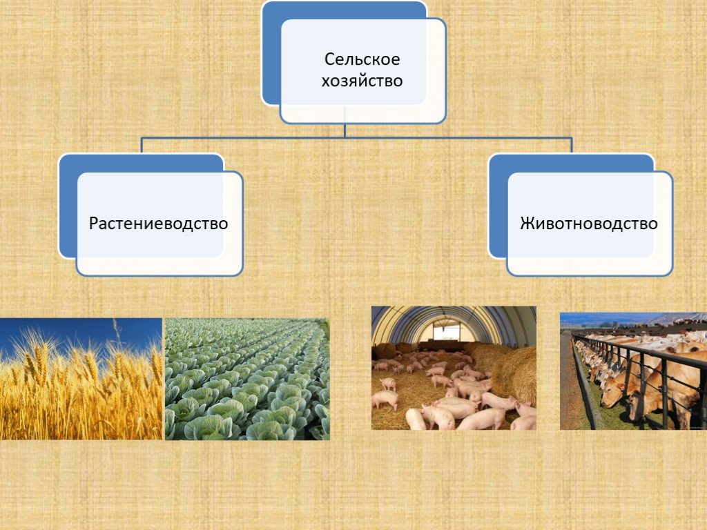 Связь между промышленностью животноводством и растениеводством схема