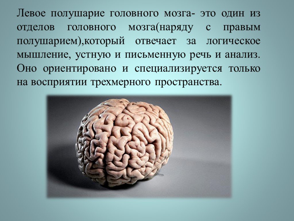 Что находится в полушариях мозга. Левое полушарие. Левое полушарие мозга. За что отвечает левое полушарие мозга. Отделы левого полушария мозга.