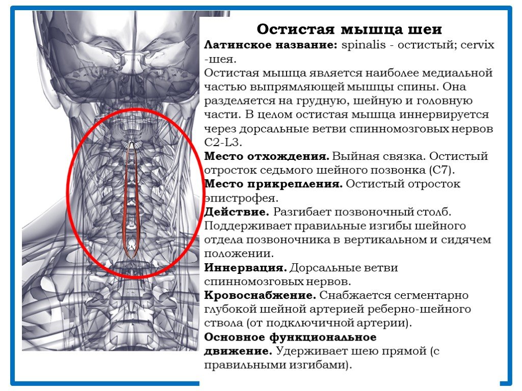 Функции шейного отдела. Остистая мышца шеи. Остистая мышца головы. Остистая мышца головы анатомия.
