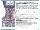 Остистая мышца шеи Латинское название: spinalis - остистый; cervix -шея. Остистая мышца является наиболее медиальной частью выпрямляющей мышцы спины. Она разделяется на грудную, шейную и головную части. В целом остистая мышца иннервируется через дорсальные ветви спинномозговых нервов C2-L3. Место от