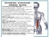 Поясничная подвздошно-реберная мышца Латинское название iliocostalis: от подвздошной кости до ребра; lumbar - поясничный. Подвздошно-реберная является самой латеральной частью выпрямляющей мышцы спины. Она разделяется на поясничную, грудную и шейную части. Целиком подвздошно-реберная мышца иннервиру