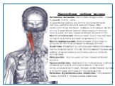 Длиннейшая шейная мышца Латинское название: iliocostalis-longissimus - самый длинный; cervix - шея. Длиннейшая мышца является промежуточной частью выпрямляющей мышцы спины. Она разделяется на грудную, шейную и головную части. В целом длиннейшая мышца иннервируется через дорсальные ветви спинномозгов