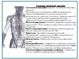 Грудная остистая мышца Латинское название: spinalis - остистый; thoracicus - грудной. Остистая мышца является наиболее медиальной частью выпрямляющей мышцы спины. Она разделяется па грудную, шейную и головную части. В целом остистая мышца иннервируется через дорсальные ветви спинномозговых нервов C2