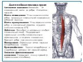 Длиннейшая мышца груди Латинское название: iliocostalis - от подвздошной кости до ребра; thoracicus - грудной. Место отхождения. Углы нижних шести ребер, медиально поясничной подвздошно-реберной мышцы. Место прикрепления. Углы верхних шести ребер и поперечный отросток седьмого шейного позвонка (С7).