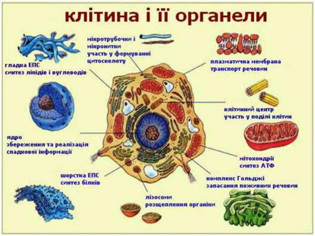 Пищеварительный органоид клетки. Структура клеток органоиды ( органеллы). 4. Строение органоида клетки. Строение растительной клетки клетки и функции ее органоидов. Строение клетки рисунки органелл.
