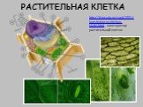 РАСТИТЕЛЬНАЯ КЛЕТКА. http://fcior.edu.ru/card/2591/konstruktor-rastitelnoy-kletki.html - конструктор растительной клетки