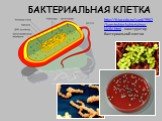 БАКТЕРИАЛЬНАЯ КЛЕТКА. http://fcior.edu.ru/card/9562/konstruktor-bakterialnoy-kletki.html - конструктор бактериальной клетки
