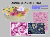 ЖИВОТНАЯ КЛЕТКА. http://fcior.edu.ru/card/1564/konstruktor-kletki-zhivotnogo.html - конструктор клетки животного