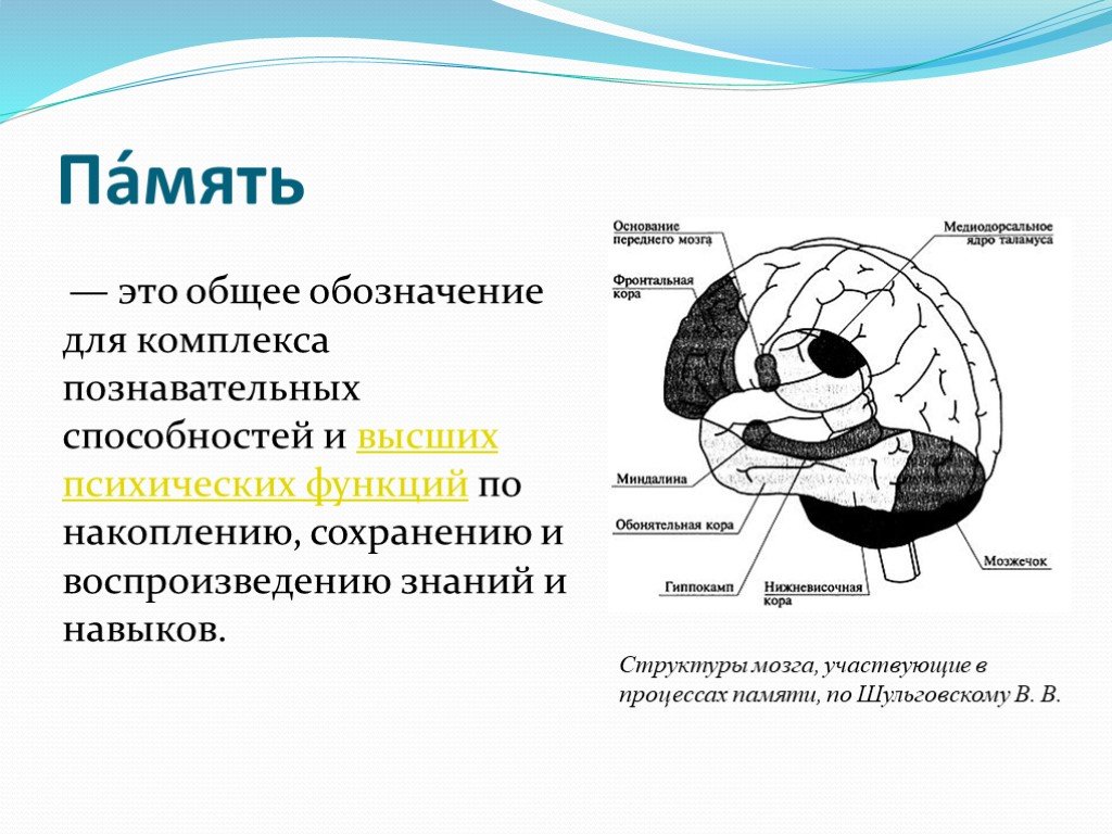Память в каком отделе мозга. Строение памяти человека. Структуры мозга участвующие в процессах памяти. Структуры мозга ответственные за память. Структуры головного мозга отвечающие за память.
