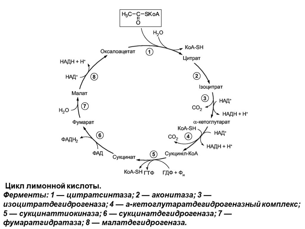 Цикл коа. Цикл трикарбоновых кислот 1 реакция цитратсинтаза. Фермент цитратсинтаза. Цитратсинтаза класс фермента. Сукцинатдегидрогеназа фермент цикл.