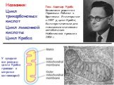 Названия: Цикл трикарбоновых кислот Цикл лимонной кислоты Цикл Кребса. У эукариот все реакции цикла Кребса проходят в матриксе митохондрий. Ганс Адольф Кребс Биохимик; родился в Германии. Работал в Британии. Его открытие в 1937 р, цикл Кребса, было критическим для понимания клеточного метаболизма. Н