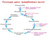 Регуляция цикла трикарбоновых кислот