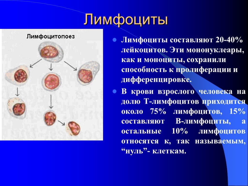 Как обозначаются лимфоциты в крови. Лимфоциты 1,08. Дифференцировка лейкоцитов. Лейкоциты и лимфоциты.