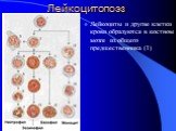 Лейкоцитопоэз. Лейкоциты и другие клетки крови образуются в костном мозге из общего предшественника (1)