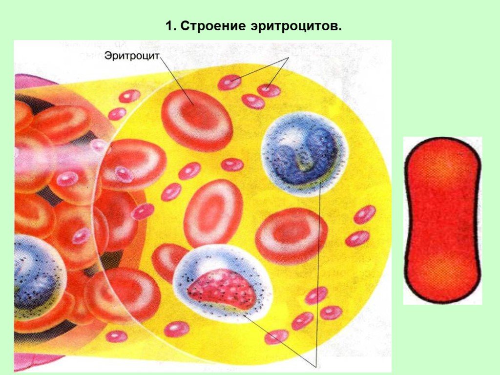 Рисунок эритроцита. Строение эритроцитов в крови человека. Строение эритроцита человека. Строение эритроцитов человека рисунок. Эритроциты строение клетки.