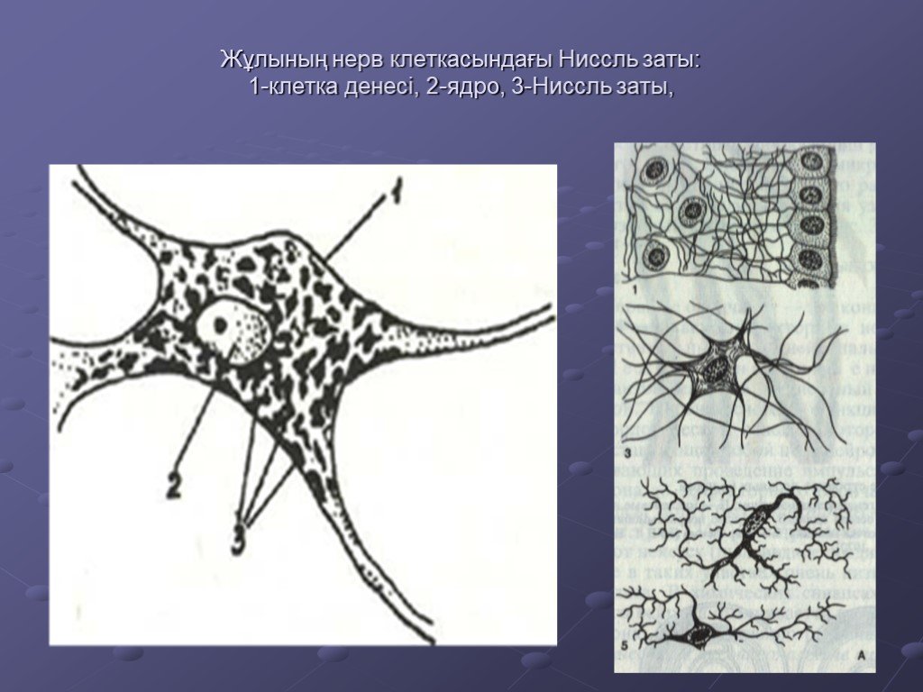 Нейронның құрылысы. Нерв ұлпалары. Нейроглия по Нисслю. Вещество Ниссля. Тельца Ниссля.